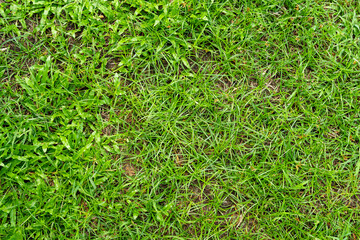 Green grass texture for background. Green lawn pattern and texture background.