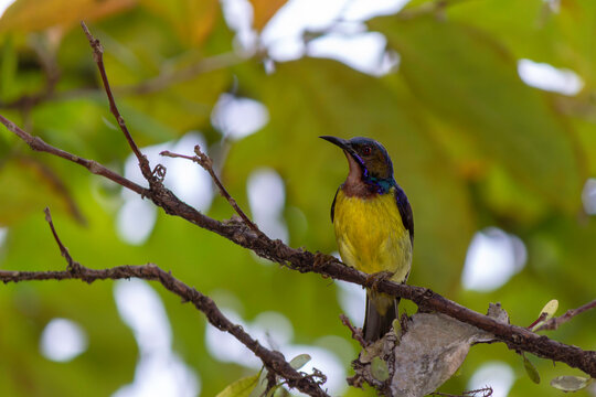 close range for sunbirds of the type Anthreptes malacensis perched on tree branches