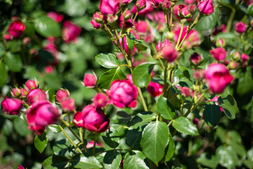 Obraz na płótnie Canvas Floral backgrounds. Small pink roses in green leaves.