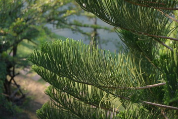 A close-up, sunlit shot of a house pine or Norfolk Island pine. Scientific name: Araucaria heterophylla (Salisb.) Franco, a tiered pine tree commonly used to decorate Christmas trees.
