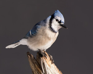 Fototapeta premium A blue jay sits atop a weathered stump on a Wyoming morning.
