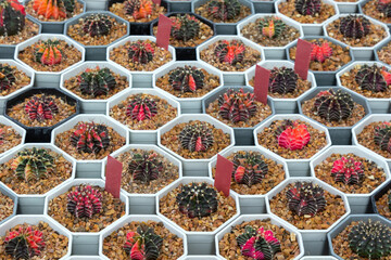 Top view of colorful gymnocalycium variegated with selective focus