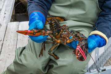 Lobster Fisher person banding the main claws