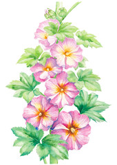 hand painted watercolor illustration of hollyhock flowers, isolated on white background
