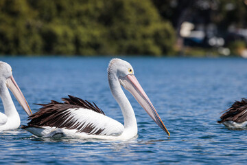 Fototapeta na wymiar Australian Pelican swimming, Currambene Creek, NSW, January 2022