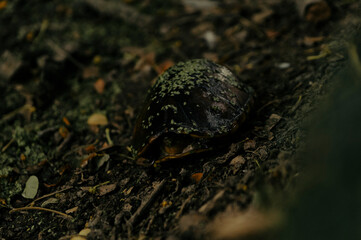 tortuga en su caparazón en un lago en Cartago valle del Cauca, Colombia 