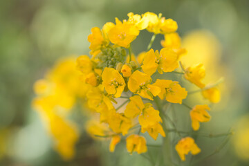優しい黄色の菜の花
