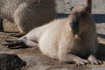 capybara on the ground