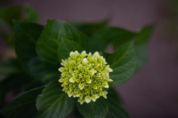 Mini lime green hydrangeas  are a great choice for giving volume to bouquets 