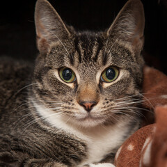 A beautiful cat looking straight at the camera wondering what on earth you are doing!