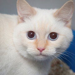 A beautiful cat looking straight at the camera wondering what on earth you are doing!