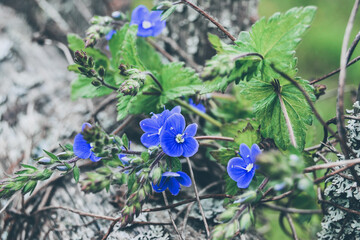 A bouquet of small blue flowers is placed in the garden on an old wooden fence overgrown with moss.