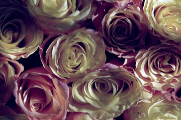 Colorful roses background. Natural texture of tenderness and love from close-up of pink roses.