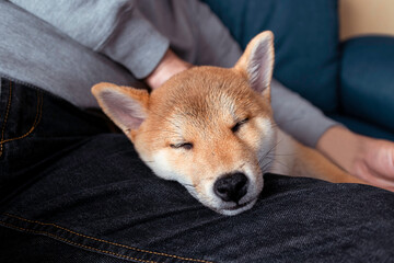 Cute red puppy Shiba Inu dog lying on man lap,friendship, love ,comfortable moments of life.