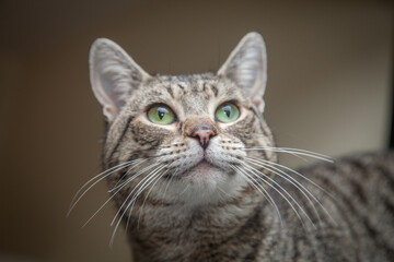 A beautiful cat looking straight at the camera wondering what on earth you are doing!