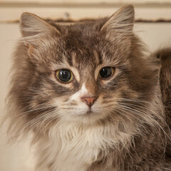 A beautiful cat looking straight at the camera wondering what on earth you are doing!