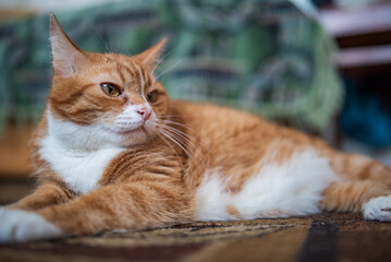 Red purebred beautiful cat at home.