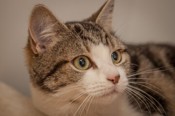 Fototapeta premium A beautiful cat looking straight at the camera wondering what on earth you are doing!