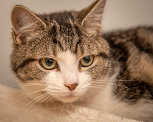A beautiful cat looking straight at the camera wondering what on earth you are doing!
