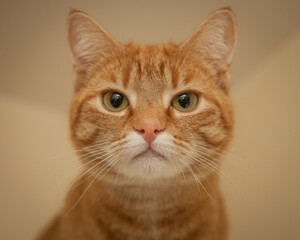 A beautiful cat looking straight at the camera wondering what on earth you are doing!