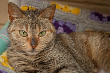 A beautiful cat looking straight at the camera wondering what on earth you are doing!
