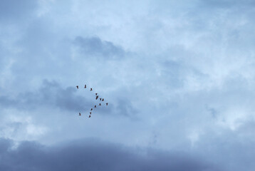 Flock of birds are flying back to the crate.