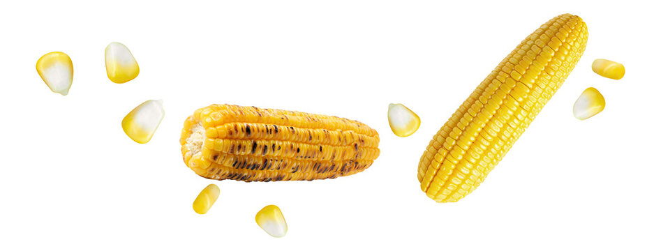 corn cob grain yellow vegetable isolated ,fly healthy food ingredient on smoked corn barbecue,corn kernels