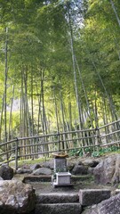 京都の竹林です。