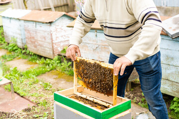 beekeeper's hand holds empty eaten honeycombs