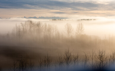 Trees in Morning Mist
