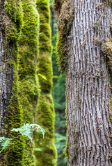 Moss Covered Tree Trunk