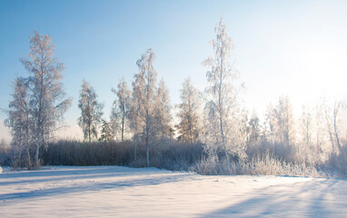 beautiful winter landscape, field covered with snow, birch park sparkling in the sun