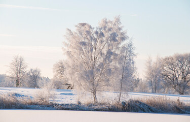 winter landscape, winding willow on the bank of the lake covered with snowdrifts