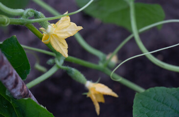 Flowering, healthy development of ground parts of cucumber plants. Growing cucumbers: planting, care, feeding, varieties