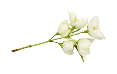 Fototapeta na wymiar Small twig of Jasmine (Philadelphus) flowers isolated
