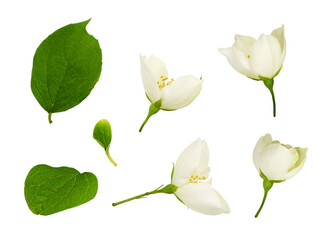 Set of Jasmine (Philadelphus) flowers and leaves isolated