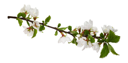 Spring twig of prunus tomentosa (wild cherry) isolated - obrazy, fototapety, plakaty