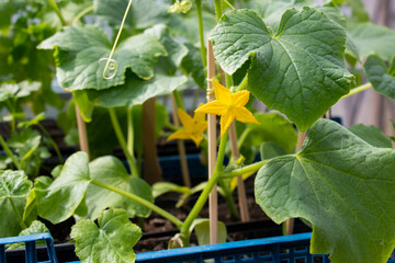 Flowering, healthy development of ground parts of cucumber plants. Growing cucumbers: planting, care, feeding, varieties