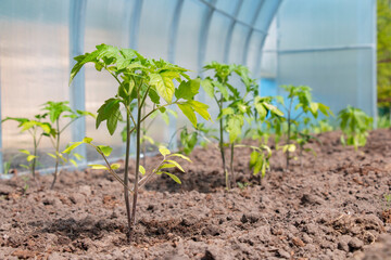 Seedlings of tomatoes planted in a greenhouse, in the spring. Growing, feeding tomatoes in a greenhouse