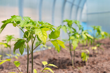 Seedlings of tomatoes planted in a greenhouse, in the spring. Growing, feeding tomatoes in a greenhouse