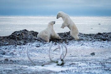 Two polar bears play on rocky shoreline © Nick Dale