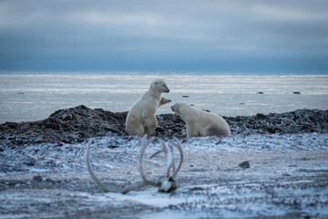 Fototapeta premium Two polar bears playing near caribou antlers