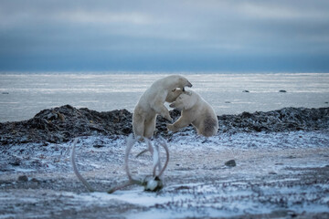Two polar bears play fight on shore