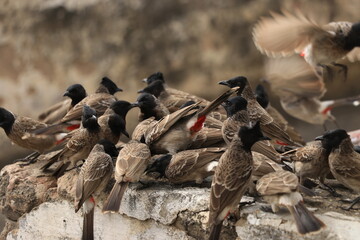 bulubl birds sitting on old wall.