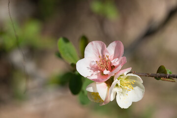 白とピンクの花が一緒に咲いている梅