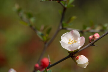 食器のような梅の花