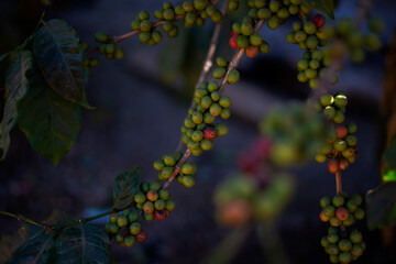 Arabica coffee harvesting coffee berries by agriculture. Coffee beans ripening on the tree in North of Thailand