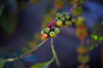 Arabica coffee harvesting coffee berries by agriculture. Coffee beans ripening on the tree in North of Thailand