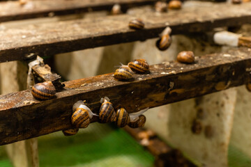 A group of snails. Snail farm
