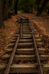 Fototapeta premium Old train tracks amongst trees with fallen yellow leaves on the ground